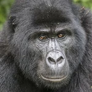african, bwindi impenetrable national park, cropped, detail, eastern gorillas, endangered animal