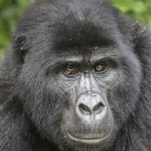 african, bwindi impenetrable national park, cropped, detail, eastern gorillas, endangered animal african, bwindi impenetrable national park, cropped, detail, eastern gorillas, endangered animal