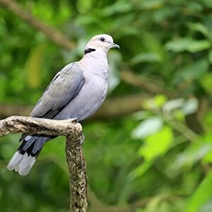 African Collared Dove -Streptopelia roseogrisea-, adult on tree, native to North Africa, captive