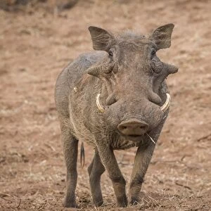 african, common warthog, look, natural environment, out, phacochoerus africanus, phacochoerus