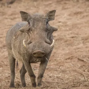African Warthog Print African Warthog Print