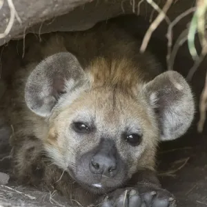 african, cropped, detail, exterior views, head shots, hidden, looks, lying, marine animal african, cropped, detail, exterior views, head shots, hidden, looks, lying, marine animal