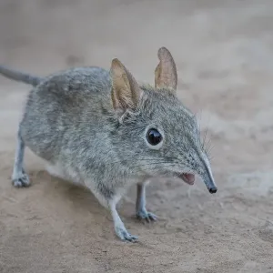 Eastern Rock Elephant Shrew Print Eastern Rock Elephant Shrew Print