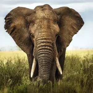 African Elephant Print in Serengeti Landscape African Elephant Print in Serengeti Landscape
