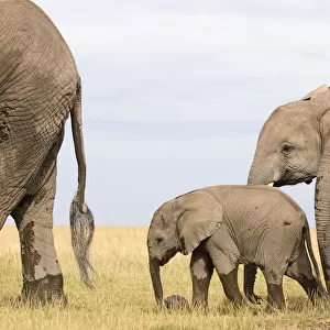 African Elephant, Amboseli National Park, Animal Themes, Animal life, Animals In The Wild