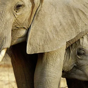 African elephant and calf, Mana Pools NP, Zimbabwe