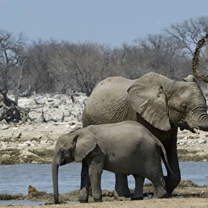 African elephant, Etosha National Park, Namibia