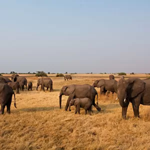 African elephant herd, Botswana