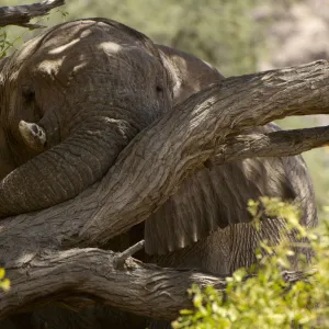 African elephant, Hoanib River Valley, Namibia