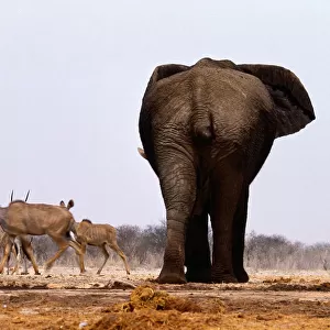 African Elephant (loxodonta africana) amd Greater Kudu, Namibia
