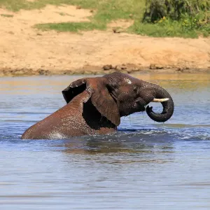 African elephant -Loxodonta africana-, adult in water bathing, drinking, Addo Elephant National Park, Eastern Cape, South Africa