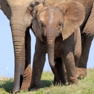 African Elephant -Loxodonta africana-, female with young, Addo Elephant National Park, Eastern Cape, South Africa