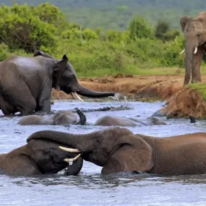 African Elephant Print: Social Group in Addo National Park African Elephant Print: Social Group in Addo National Park
