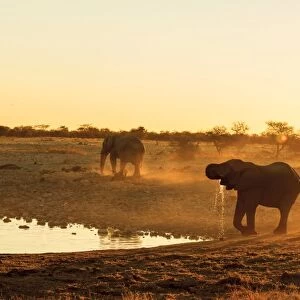 African Elephant -Loxodonta africana-, male, Etosha National Park, Namibia, Africa