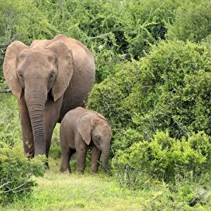 African elephant -Loxodonta africana- mother with young, Addo Elephant National Park, Eastern Cape, South Africa