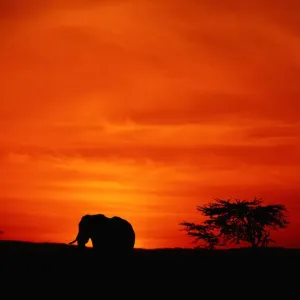 African elephant (Loxodonta africana) standing, at sunset, side view, Masai Mara, Kenya African elephant (Loxodonta africana) standing, at sunset, side view, Masai Mara, Kenya
