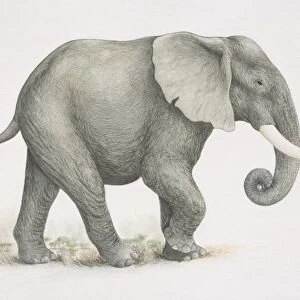 African Elephant (Loxodonta africana), side view