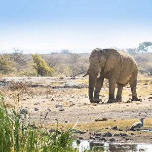 African Elephant -Loxodonta africana- walking to the water hole, Etosha National Park, Koinachas waterhole, Namibia