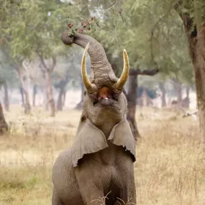 African elephant, Mana Pools NP, Zimbabwe African elephant, Mana Pools NP, Zimbabwe