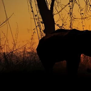 African elephant sunset