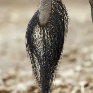 African Elephant Tail Print African Elephant Tail Print