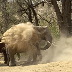 African Elephant, Ugab River, Namibia