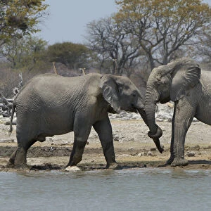 African elephants, Etosha National Park, Namibia