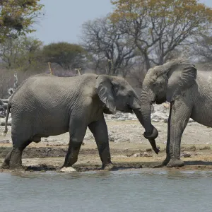 African elephants, Etosha National Park, Namibia