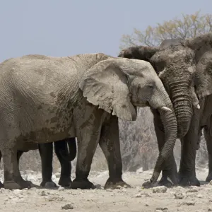 African elephants, Etosha National Park, Namibia African elephants, Etosha National Park, Namibia