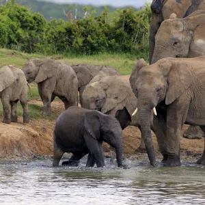 African Elephants -Loxodonta africana-, herd with young at a waterhole, Addo Elephant National Park, Eastern Cape, South Africa