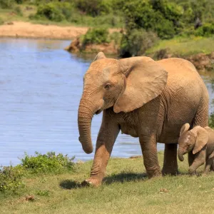 African Elephants -Loxodonta africana-, adult female with young by the water, Addo Elephant National Park, Eastern Cape, South Africa