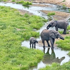 African Elephants -Loxodonta africana-, herd at river, Tarangire, Tanzania