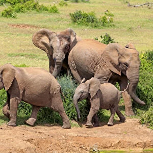 African Elephants -Loxodonta africana-, group with young, Addo Elephant National Park, Eastern Cape, South Africa
