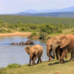 African Elephants -Loxodonta africana-, group with young animals, at the water, Addo Elephant National Park, Eastern Cape, South Africa