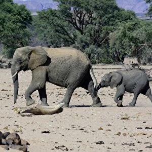 African elephants -Loxodonta africana-, desert elephant, mother and calf in the Aba-Huab dry riverbed, Damaraland, Kunene Region, Namibia