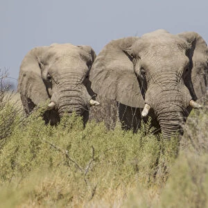 Two African elephants -Loxodonta africana-, Etosha National Park, Namibia, Africa