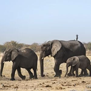 African Elephants -Loxodonta africana-, after bathing, Etosha National Park, Namibia