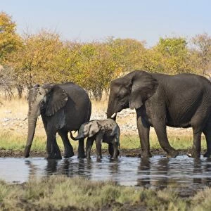 African Elephants -Loxodonta africana- with calf after bathing in the Rietfontein waterhole, Etosha National Park, Namibia