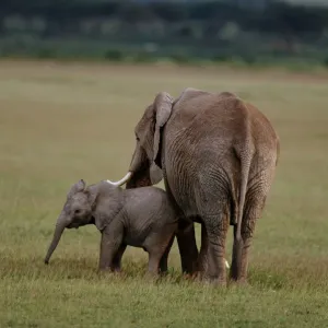 African Elephants (Loxodonta Africana) and Cattle Egrets, Kenya African Elephants (Loxodonta Africana) and Cattle Egrets, Kenya