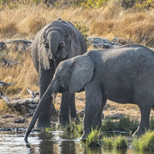African Elephants -Loxodonta africana- drinking at the Nuamses waterhole, Etosha National Park, Namibia