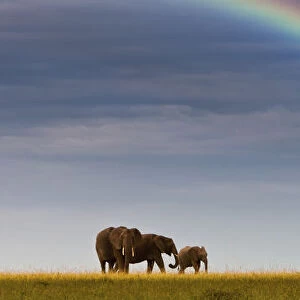 African elephants -Loxodonta africana- on the horizon, rainbow, Masai Mara National Reserve, Kenya, East Africa, PublicGround