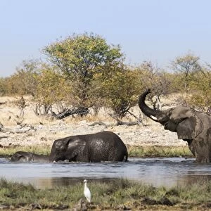 African Elephants -Loxodonta africana- with young bathing at the Rietfontein waterhole, Etosha National Park, Namibia