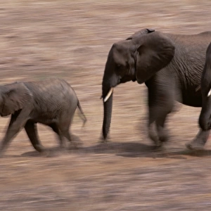 African Elephants (Loxondonta Africana)