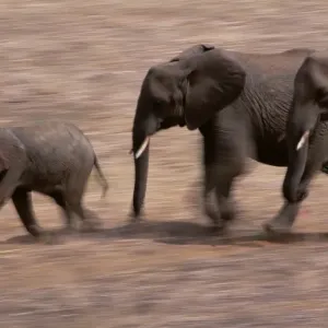 African Elephants (Loxondonta Africana) African Elephants (Loxondonta Africana)