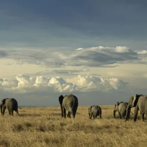 African elephants, Masai Mara Game Reserve, Kenya