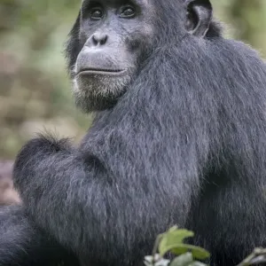 African Hominidae in Natural Environment Print African Hominidae in Natural Environment Print