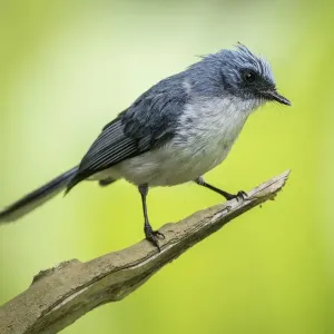 african, exterior views, natural environment, passeridae, perch, wildlife african, exterior views, natural environment, passeridae, perch, wildlife