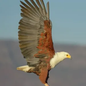 African fish eagle (Haliaeetus vocifer) in flight, Zimanga Private Game Reserve, KwaZulu-Natal, South Africa