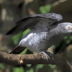 African Grey Parrot -Psittacus erithacus- sitting on a tree and spreading its wings, native to West Africa, captive, Heidelberg, Baden-Wurttemberg, Germany