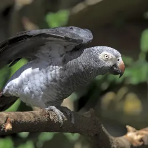 African Grey Parrot Print African Grey Parrot Print